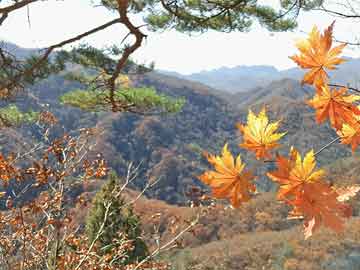 新澳精准资料免费提供，探索澳门彩票的奥秘（2025澳门128期）,新澳精准资料免费提供2025澳门128期 02-05-14-38-41-47Q：09